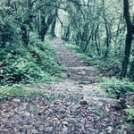 Sweet Hiking in a Calm Forest