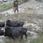 Farmer Ploughing his field.