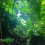 Hiking in the Evergreen Forest of Phuket