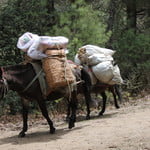 Horse on seen on the way | http://bhutantraveltrips.com