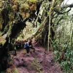 Mossy Forest's Trail