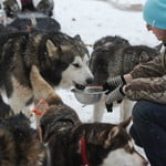 Become a Musher For a Day Nearby Cortina