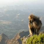 Ethiopian Highlands