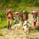 Locals