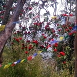 Ghorepani Poon Hill Trek
