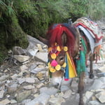 A highly decorated donkey on the way to Jagat we met.