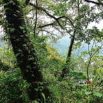 Explore Sacred Lake Jungle with Local