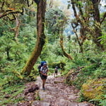 Walking through the wood