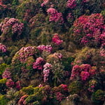 Rhododendron forests in Bhutan.