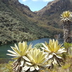 Paramo de Las Hermosas, Andes