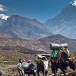 Kanchenjunga Trek, Himalaya