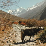 Треккинг в Непале – долина Лангтанг и озеро Госайкунда
