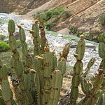 HIKING IN THE COLCA CANYON 