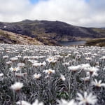 Mount Kosciusko (2 228 m / 7 310 ft)