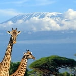 Kilimanjaro Expeditions Pictures inspire you to book Kilimanjaro trekking adventure, ask for budget trip today