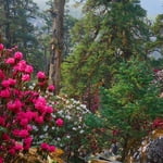 Colorful Rhododendron flower in Annapurna