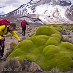 South West Ridge, Nevado Sajama (6 542 m / 21 463 ft)