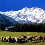 TREK TO Nanga Parbat Base Camp (FAIRY MEADOWS)
