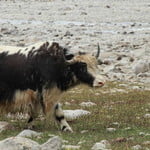 15 Days Trek Kilik & Mintaka Pass Misgar Gojal Pakistan 