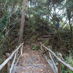 Sweet Hiking in a Calm Forest