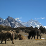 Everest (8 848 m / 29 029 ft)