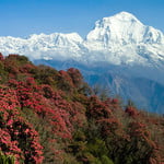 Nepal Tour is delighted to welcome you tiny but amazing country. Natures to renew one’s own self regard to relive of beauty realize of Nepal.
https://www.trekshimalaya.com