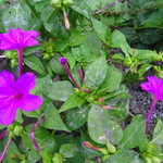 Flowers on the way