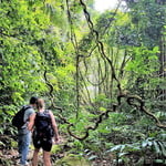 Hiking in the Evergreen Forest of Phuket