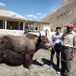 Trek to Lupke La, Braldu  Shimshl Pass Pakistan 