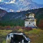 A Yak near Sama Gaun