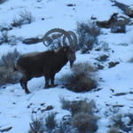 10 Days Hunting Trip to Shimshal Pakistan 