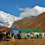 http://bhutantraveltrips.com