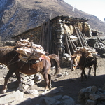 Horse in Samdo