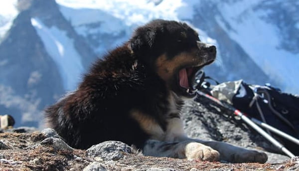 The First Dog Ascent of a 7,000-Meter Himalayan Peak