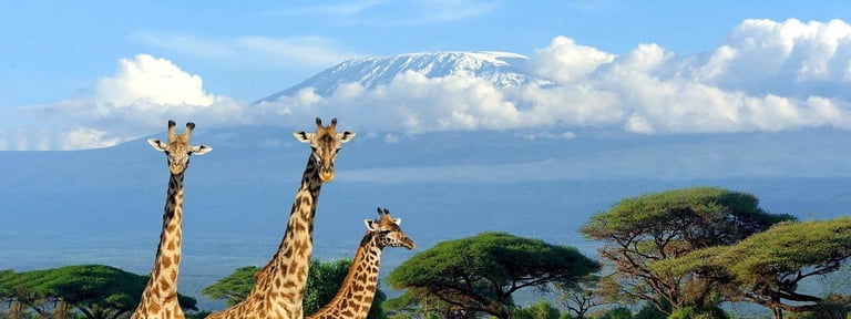 How to acclimatize, avoid altitude sickness and climb to summit Mount Kilimanjaro successful