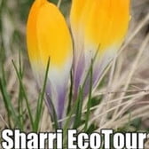 Sharri EcoTour