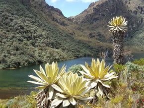 Image of Paramo de Las Hermosas, Andes