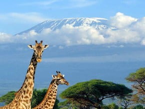 Image of Mount Kilimanjaro (5 895 m / 19 341 ft)