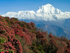 Image of Annapurna Panorama Trek (3 210 m / 10 532 ft)