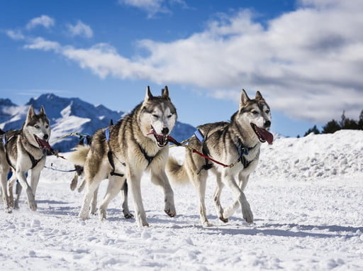 Become a Musher For a Day Nearby Cortina