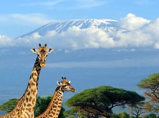 Ascend Kilimanjaro to summit with Easy trekking Lemosho route